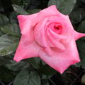 Rose Fragonard Blüte