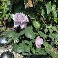 Edelrose Fragonard, Rosa Fragonard