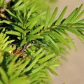 Taxus baccata Nadeln