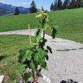 Eichenblatthortensie 'Gatsby Star', Hydrangea quercifolia 