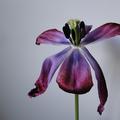 Einfache frhe Tulpe 'Purple Prince' verwelkt, Tulpe, Tulipa, Blumenzwiebel
