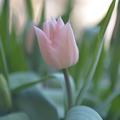 Einfache frhe Tulpe 'Apricot Beauty', Tulipa 'Apricot Beauty'