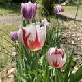 Einfache spte Tulpe 'Happy Generation', Tulipa 'Happy Generation'