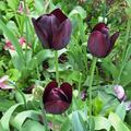 Einfache spte Tulpe 'Queen of Night', Tulipa 'Queen of Night' 