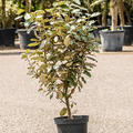 Elaeagnus ebbingei, Busch, im 19cm Topf, Hhe 75cm, Breite 40cm