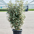 Elaeagnus ebbingei 'Compacta', Busch, im 39cm Topf, Hhe 140cm, Breite 55cm