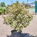 Elaeagnus ebbingei 'Maryline', Busch, im 32cm Topf, Hhe 110cm, Breite 55cm