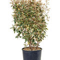 Elaeagnus ebbingei 'Viveleg', Busch, im 32cm Topf, Hhe 115cm, Breite 55cm