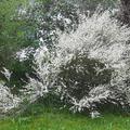 Cytisus praecox 'Albus, Ginster, ein Insektenmagnet