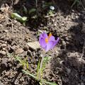 Elfenkrokus 'Barr's Purple', Crocus tommasinianus 'Barr's Purple'