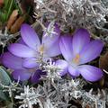 Krokus, Elfenkrokus 'Ruby Giant', Crocus tommasinianus 'Ruby Giant'