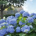 Hortensie Endless Summer blau