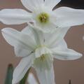 Engelstrnen-Narzisse 'Thalia', Narcissus 'Thalia' 