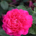 Rose Sophys Rose