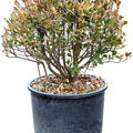 Enkianthus perulatus (50-70), Kugel, im 30cm Topf, Hhe 60cm, Breite 45cm