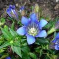 Enzian, Gentiana acaulis