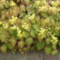 Epimedium versicolor Sulphureum, Elfenspiegel, blhend
