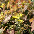 Elfenblume 'Frohnleiten'