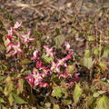 Epimedium x rubrum
