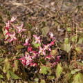 Epimedium x rubrum