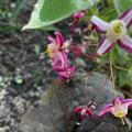 Rote Elfenblume, Epimedium x rubrum, Staude, Frhjahrsblher, Frhling