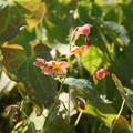 Epimedium warleyense 'Orange Knigin'