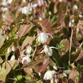 Epimedium x youngianum 'Niveum'