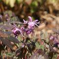 Epimedium grandiflorum 'Lilafee'