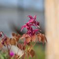 Epimedium grandiflorum 'Rose Queen'