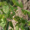 Epimedium x cantabrigiense