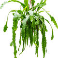 Epiphyllum 'Beavertail', Ranker, im 25cm Topf, Hhe 50cm, Breite 35cm