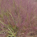 Eragrostis spectabilis, Purpur-Liebesgras