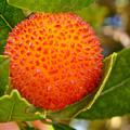 Erdbeerbaum Atlantic (Arbutus unedo)