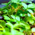 Erdbeere Alexandria 6er Trger, Fragaria vesca