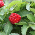 reife Erdbeerhimbeeren am Strauch