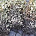 Erdnusspflanze (Not) Just Peanuts Justpink , Arachis hypogaea
