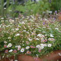 Erigeron karvinskianus 'Bltenmeer'