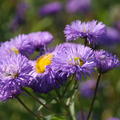 Erigeron speciosus 'Azurfee' (gen)