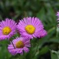 Erigeron speciosus 'Rosa Juwel'