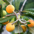 Japanische Wollmispel Eriobotrya japonica Loquat