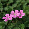 Erodium x variabile 'Bishop'