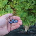 Beeren in Handflche