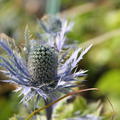 Eryngium alpinum 'Blue Star'