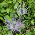 Eryngium alpinum 'Blue Star', Eryngium alpinum 'Blue Star'