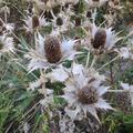 Eryngium giganteum 'Silver Ghost' , Eryngium giganteum 