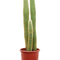 Espostoa (Vatricania) guentheri (70-110), im 27cm Topf, Hhe 95cm, Breite 25cm