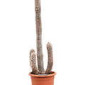 Espostoa laticornua, Verzweigt, im 32cm Topf, Hhe 130cm, Breite 40cm