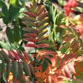 Sorbus aucuparia 'Edulis'  Herbstfärbung