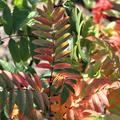 Sorbus aucuparia 'Edulis'  Herbstfrbung