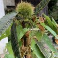 Esskastanie 'Annys Summer Red', Castanea sativa 'Anny's Summer Red'